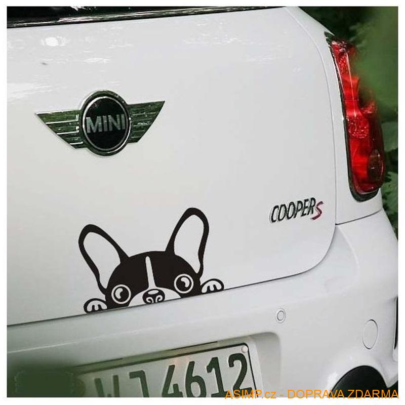 Samolepka na auto - Boston Terrier / A-001462 / DOPRAVA ZDARMA