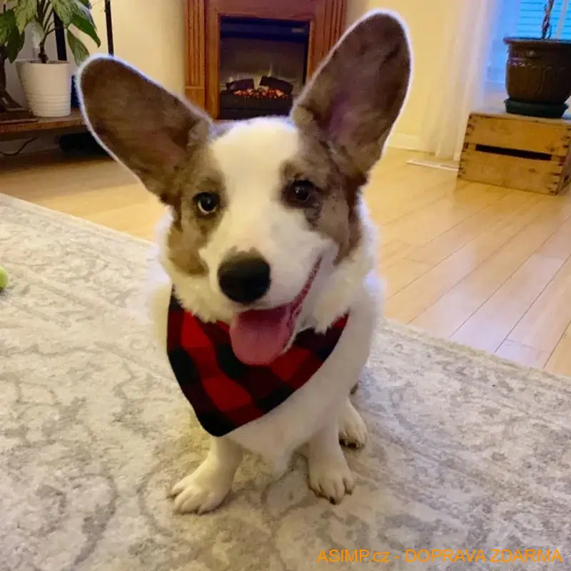 Šátek pro psy a kočky (varianta M) / A-002158 / DOPRAVA ZDARMA